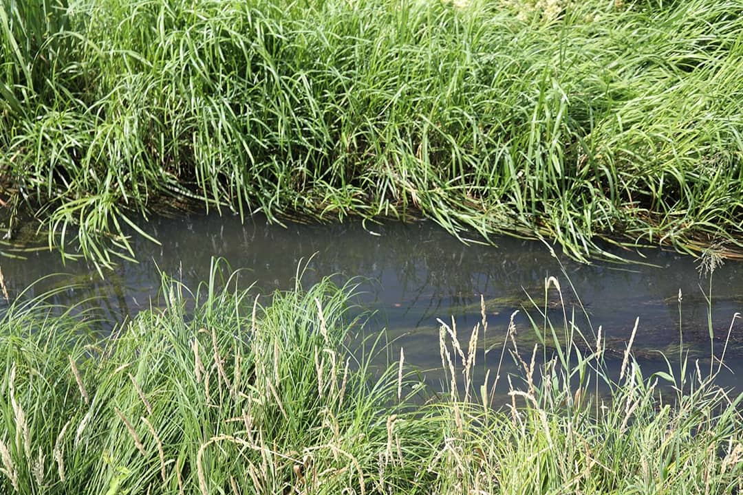 A narrow, murky stream surrounded by grasses and vegetation along its banks.